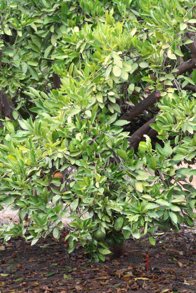            Habit (Riverside, CA)   